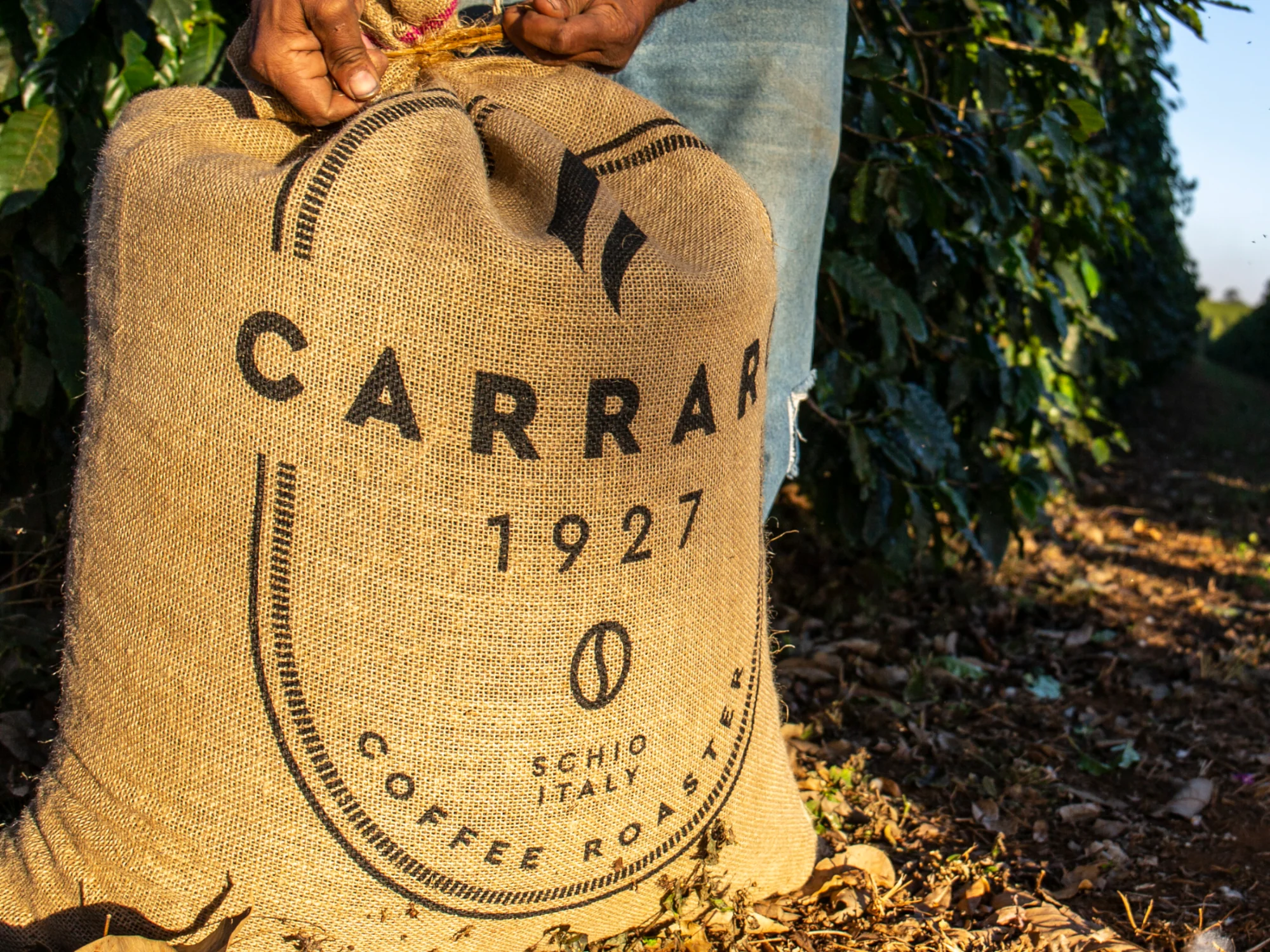 Carraro Globo Arabica - Image 2